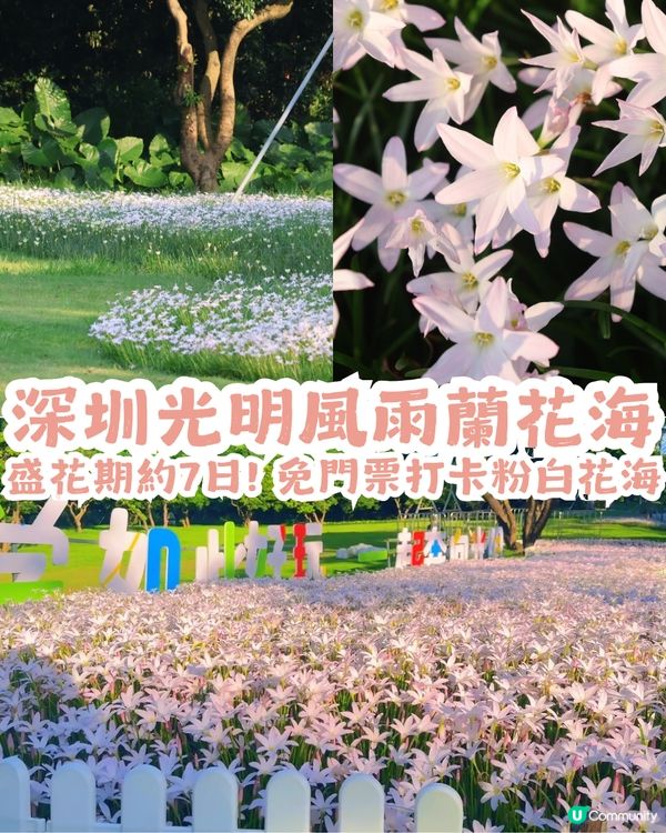 深圳光明風雨蘭花海🌸盛花期約7日! 免門票打卡粉白花海