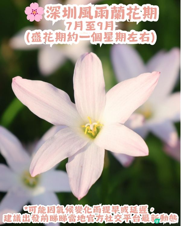 深圳光明風雨蘭花海🌸盛花期約7日! 免門票打卡粉白花海