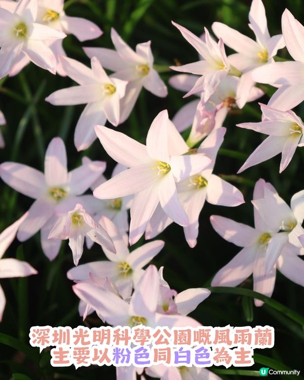 深圳光明風雨蘭花海🌸盛花期約7日! 免門票打卡粉白花海