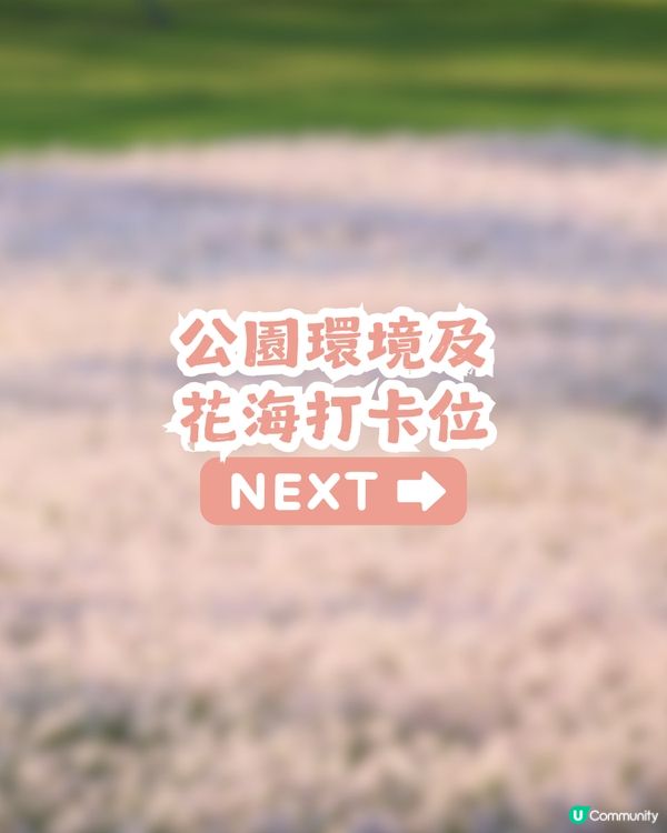 深圳光明風雨蘭花海🌸盛花期約7日! 免門票打卡粉白花海