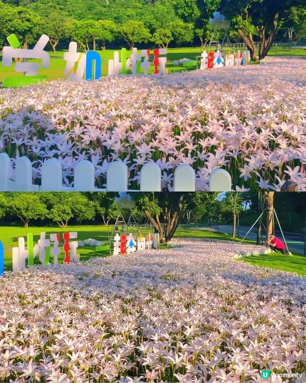 深圳光明風雨蘭花海🌸盛花期約7日! 免門票打卡粉白花海