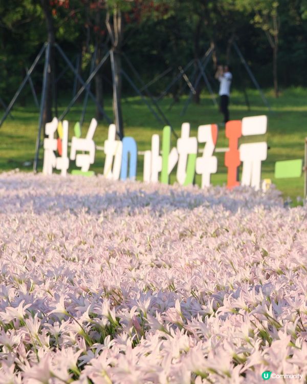 深圳光明風雨蘭花海🌸盛花期約7日! 免門票打卡粉白花海