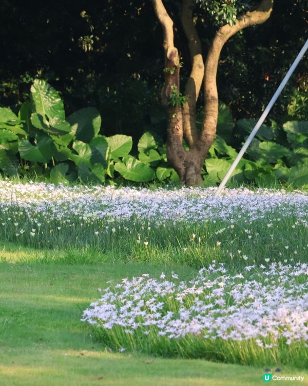 深圳光明風雨蘭花海🌸盛花期約7日! 免門票打卡粉白花海