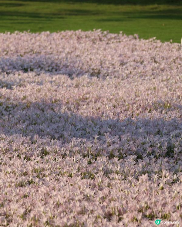 深圳光明風雨蘭花海🌸盛花期約7日! 免門票打卡粉白花海