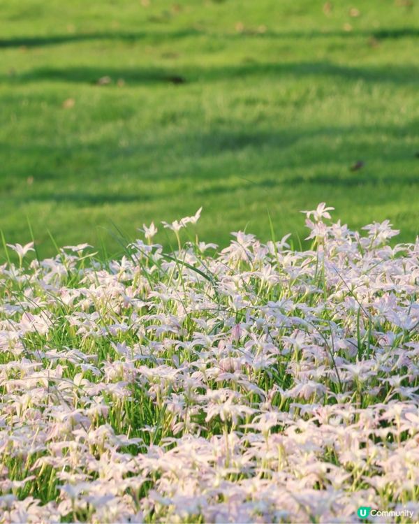 深圳光明風雨蘭花海🌸盛花期約7日! 免門票打卡粉白花海