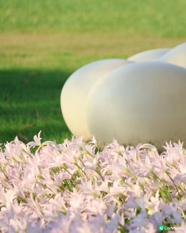 深圳光明風雨蘭花海🌸盛花期約7日! 免門票打卡粉白花海