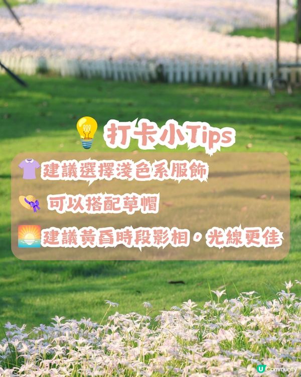 深圳光明風雨蘭花海🌸盛花期約7日! 免門票打卡粉白花海