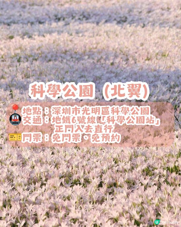 深圳光明風雨蘭花海🌸盛花期約7日! 免門票打卡粉白花海