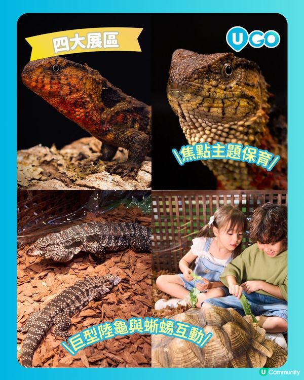【暑假好去處2026】合和商場「另類寵物世界Exotic Pets World」🦎