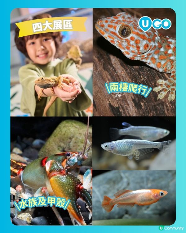 【暑假好去處2026】合和商場「另類寵物世界Exotic Pets World」🦎