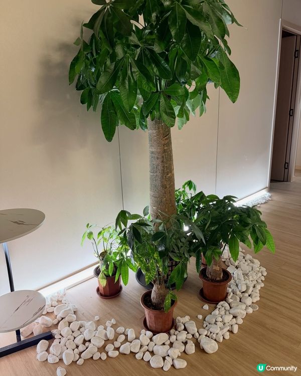 💆‍♂️ 旺角通菜街新開按摩寶藏!尚寶按摩全身 Massag...