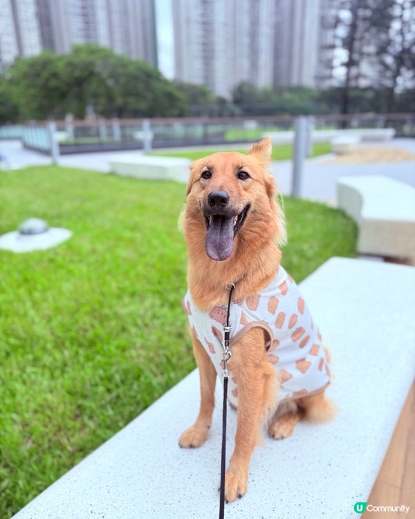 新荃灣海濱公園！🐶🌅