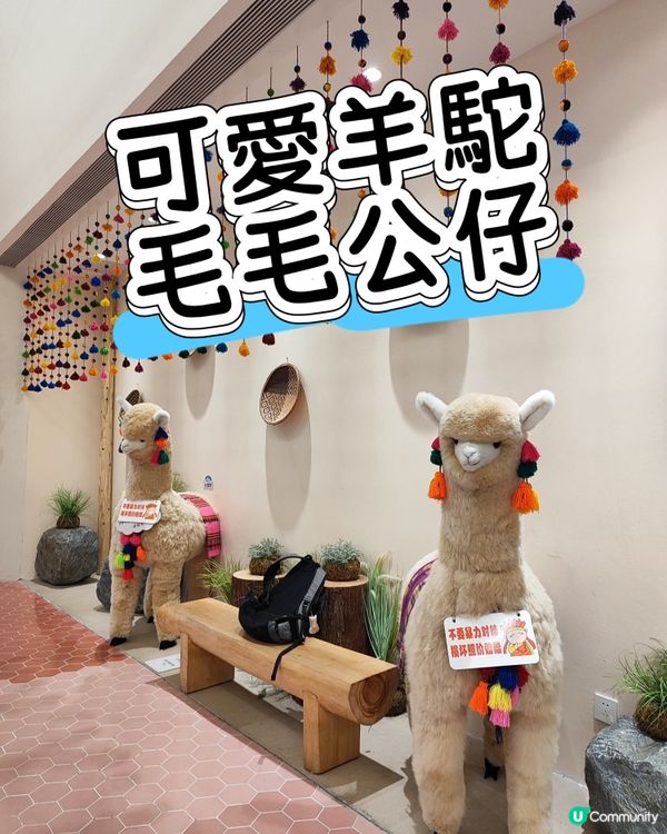 哇！深圳灣旗艦店勁多羊駝毛公仔🦙🎀！🧸☁️