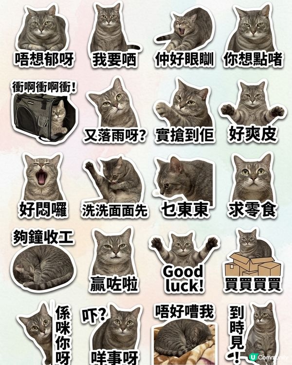 0設計天份都得！主子秒變表情包sticker ！🤩