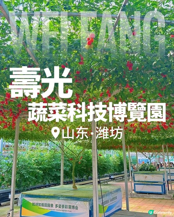 港澳出發，第一次去濰坊怎麼玩？