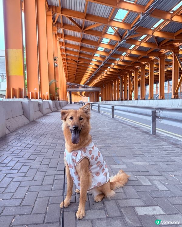 荃灣海濱散步chill 📸🚶‍♀️✨