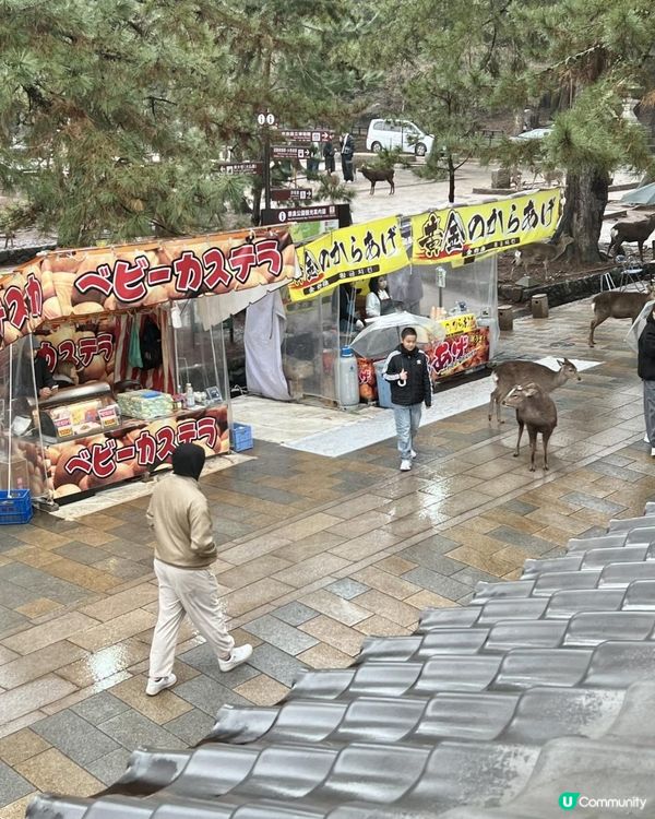 奈良的美味：Cafe CONCE「CC午餐」自選饗宴