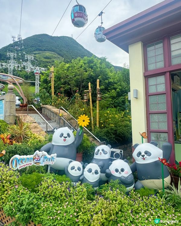 🐼🎂【暑期好去處】海洋公園大熊貓生日大派對!