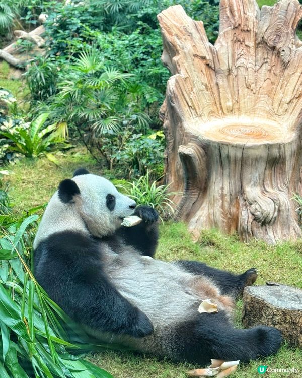 🐼🎂【暑期好去處】海洋公園大熊貓生日大派對!