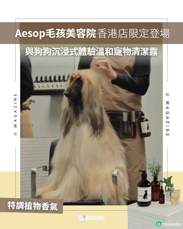 Aesop門市限時化身毛孩美容院！主人狗仔沉浸式體驗溫和寵物清潔露🧴🌿