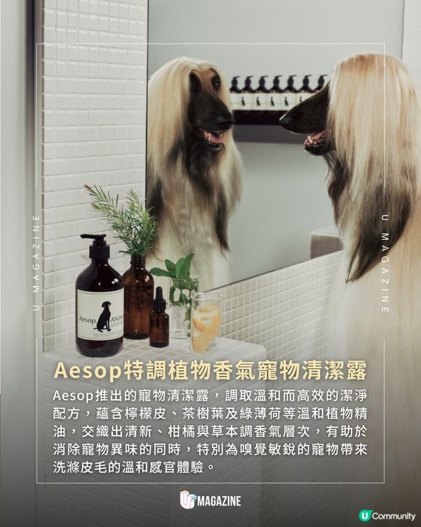 Aesop門市限時化身毛孩美容院！主人狗仔沉浸式體驗溫和寵物清潔露🧴🌿