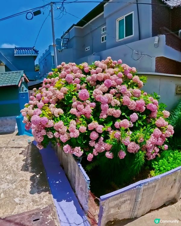 绣球花海秘境💜🩷釜山影島賞花