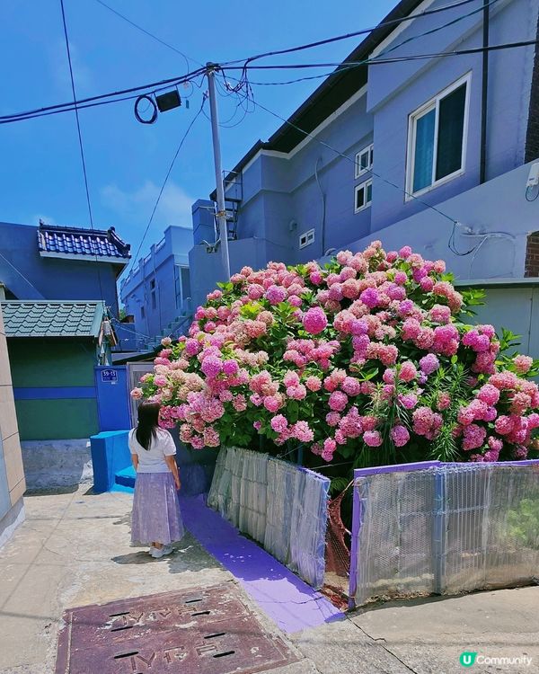 绣球花海秘境💜🩷釜山影島賞花