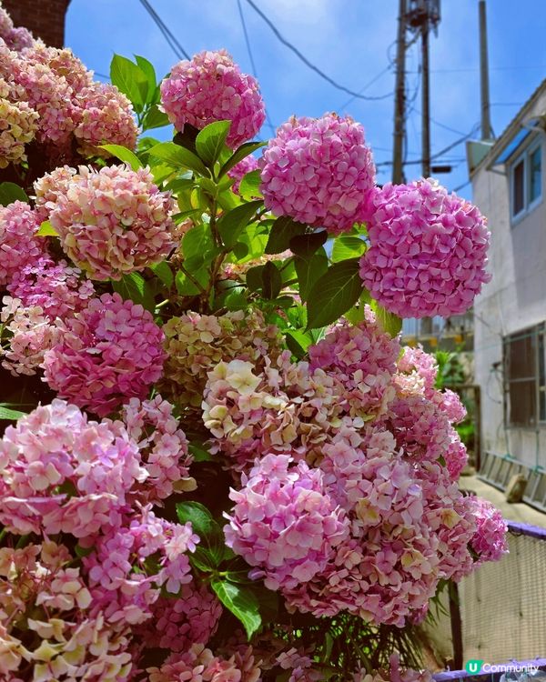 绣球花海秘境💜🩷釜山影島賞花