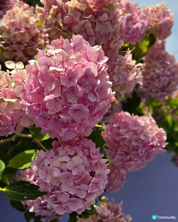 绣球花海秘境💜🩷釜山影島賞花
