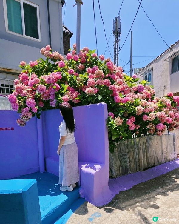 绣球花海秘境💜🩷釜山影島賞花