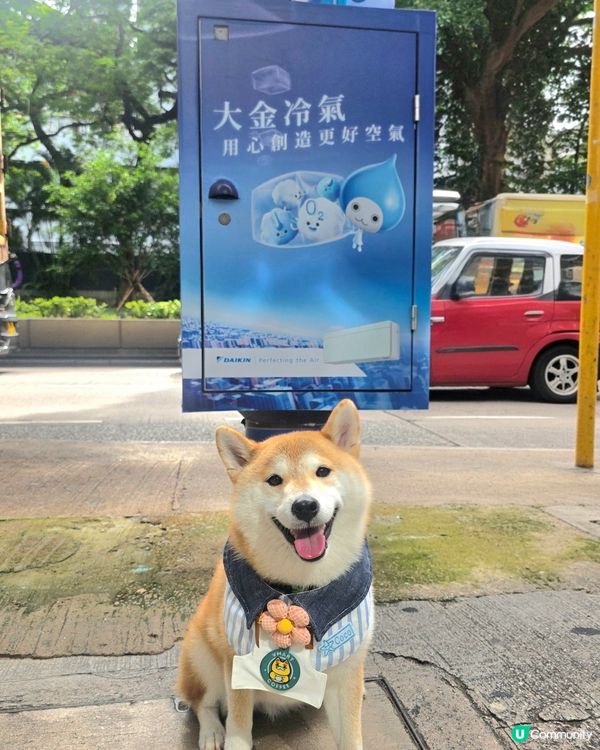 嘩！經過尖沙咀竟然比我捕獲到超得意嘅大金冷氣水滴仔 Pich...