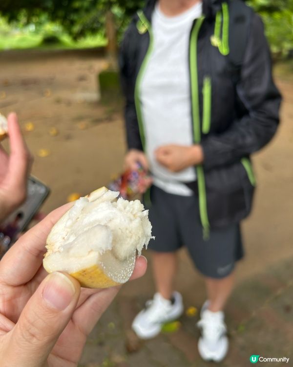 雨中漫步檳城熱帶水果園 🍍🥑🍋