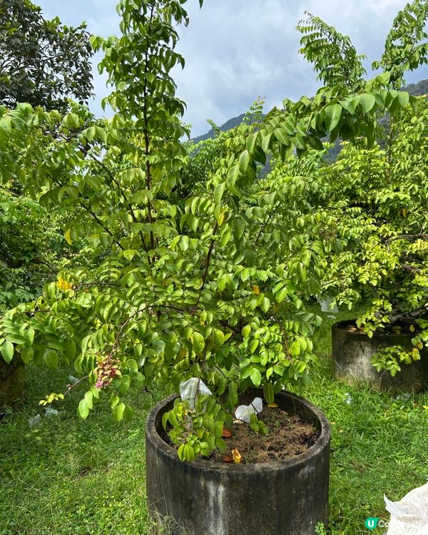 雨中漫步檳城熱帶水果園 🍍🥑🍋
