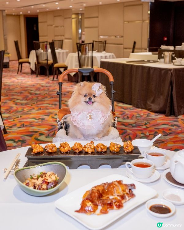 酒店食飯！米蘇蘇推介新地方 🐶✨