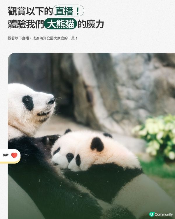 大熊貓