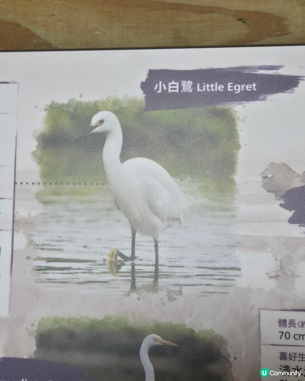 大自然的治癒魔力：一場由落湯雞到心靈洗滌的塱原鳥語之旅