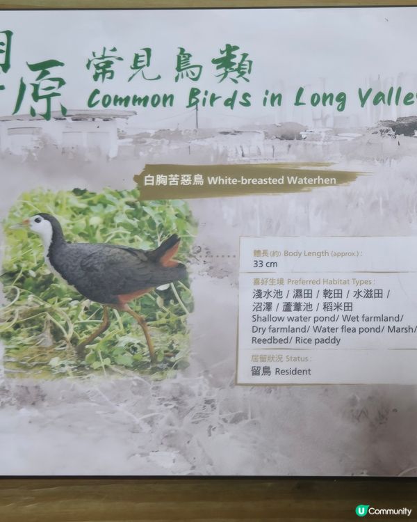 大自然的治癒魔力：一場由落湯雞到心靈洗滌的塱原鳥語之旅