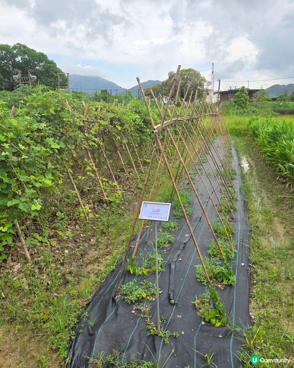 大自然的治癒魔力：一場由落湯雞到心靈洗滌的塱原鳥語之旅