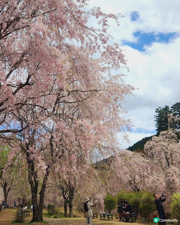 🌸【奈良隱世賞櫻】高見之鄉，粉紅仙境！✨