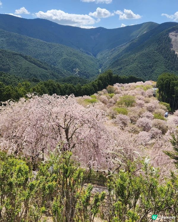🌸【奈良隱世賞櫻】高見之鄉，粉紅仙境！✨