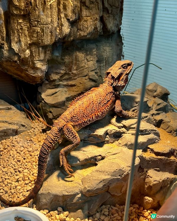 🦎深圳天河城｜遠古密碼·珍奇爬寵館✨