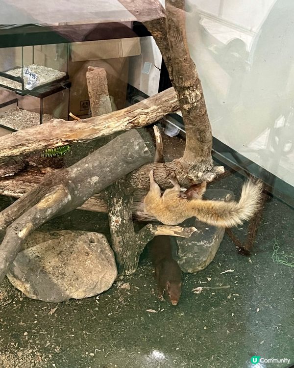 🦎深圳天河城｜遠古密碼·珍奇爬寵館✨