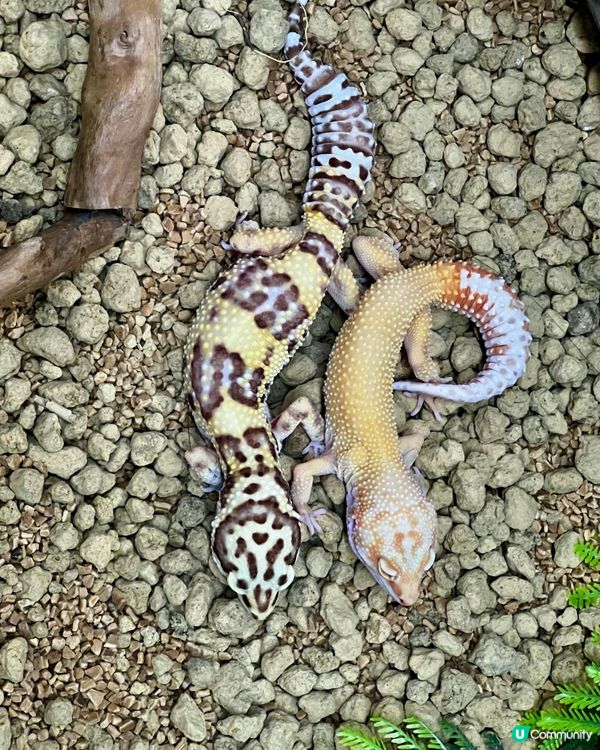 🦎深圳天河城｜遠古密碼·珍奇爬寵館✨