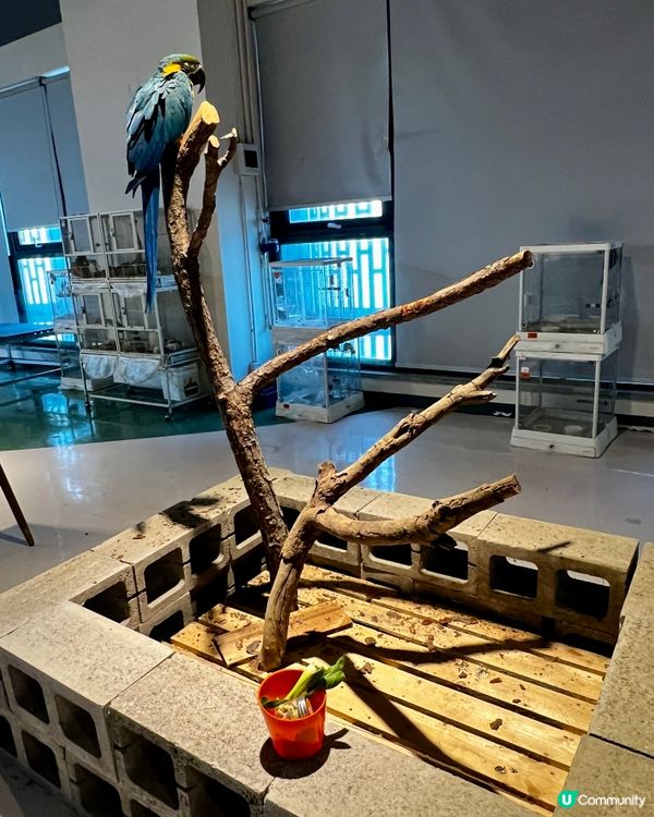 🦎深圳天河城｜遠古密碼·珍奇爬寵館✨