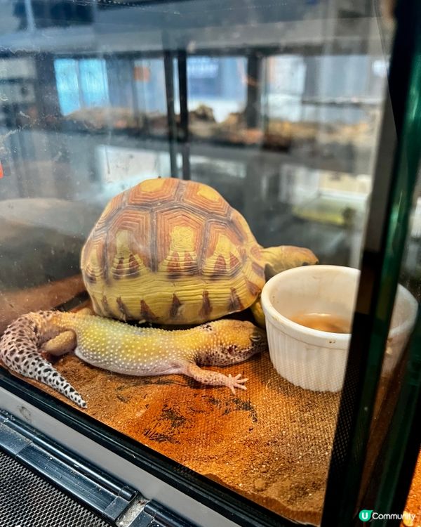 🦎深圳天河城｜遠古密碼·珍奇爬寵館✨