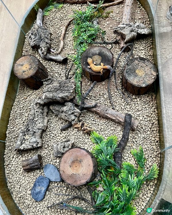 🦎深圳天河城｜遠古密碼·珍奇爬寵館✨