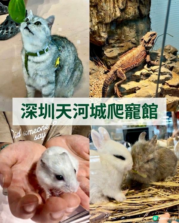 🦎深圳天河城｜遠古密碼·珍奇爬寵館✨