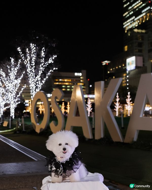 🌌 帶狗去天王寺公園夜幕降臨時!瞬間定格 📸