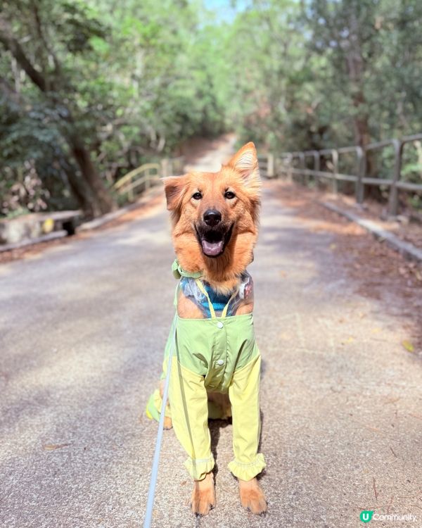 行山放狗，呢度超正！🐶🌲