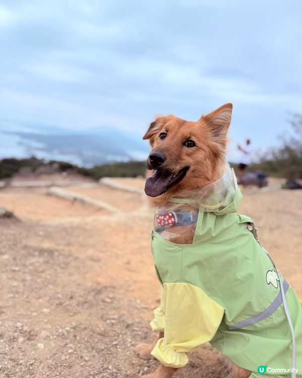 行山放狗，呢度超正！🐶🌲